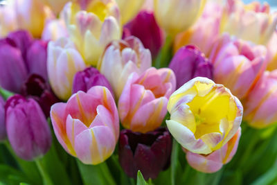 Close-up of pink tulips