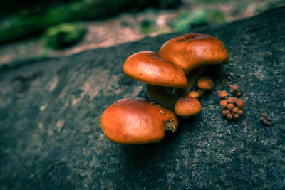 Close-up of orange mushroom