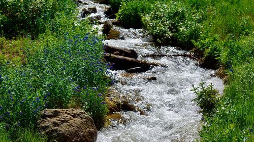 Stream amidst trees in forest