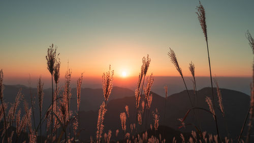 Plants on field against sky during sunset