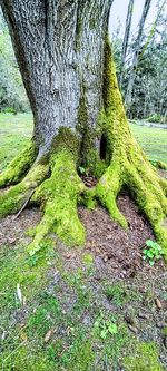 Trees growing in field