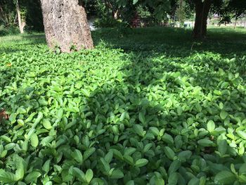 Plants growing in forest