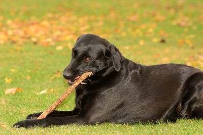 Close-up of black labrador biting stick on grassy field