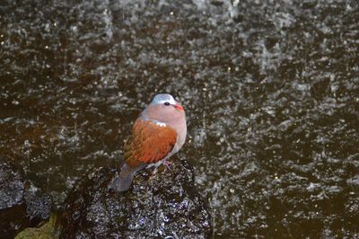 High angle view of bird perching on rock