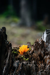 Close-up of tree stump in forest