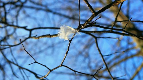 Close-up of bare tree in winter