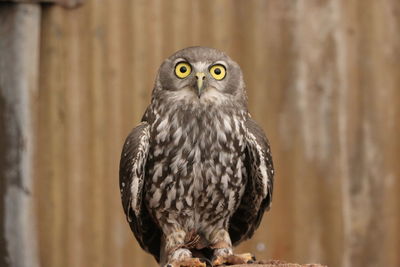 Close-up portrait of owl perching outdoors