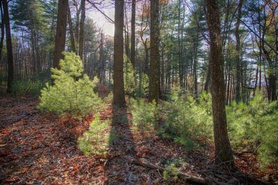 Pine trees in forest