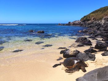 Scenic view of beach against clear sky with a big turtle