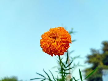 Close-up of orange flower against sky
