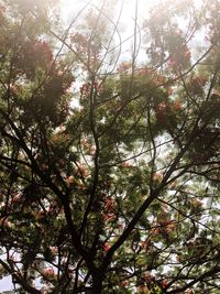 Low angle view of flowering tree in forest