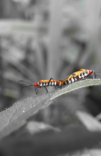 Close-up of insect on leaf