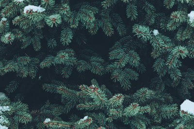 Closeup of green fir tree branches texture