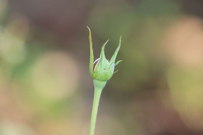 Close-up of flower bud growing outdoors