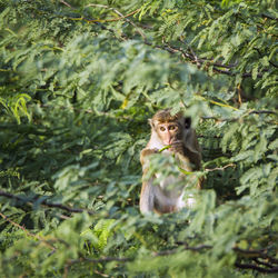 Portrait of monkey in a forest