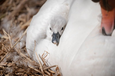 View of birds in nest