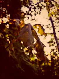 Close-up of autumn leaves on tree against sky