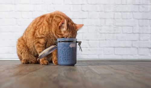 Close-up of a cat on table