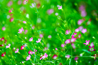 Close-up of flowering plants on field