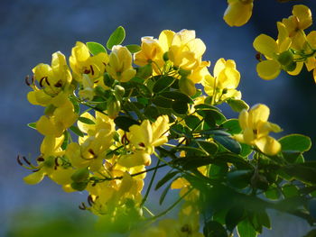 Close-up of yellow flowering plant