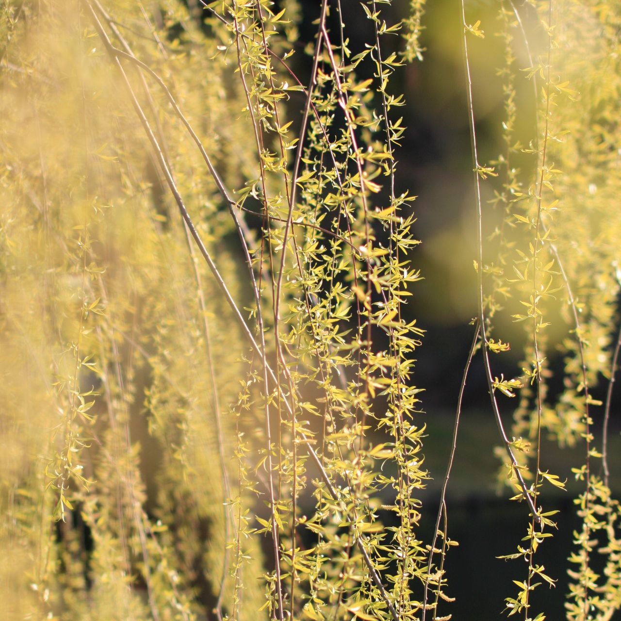 growth, nature, tree, plant, beauty in nature, tranquility, branch, spider web, close-up, focus on foreground, day, forest, outdoors, no people, sunlight, tranquil scene, scenics, freshness, selective focus, field