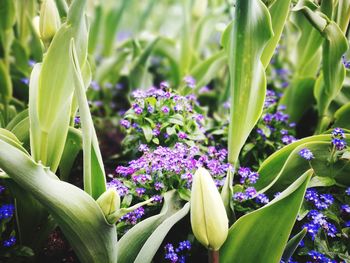 Close-up of plants