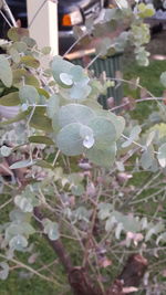 Close-up of water drops on leaf