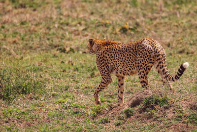 Cheetah walking on field