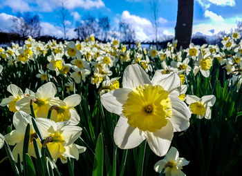 Close-up of fresh white flowers in field