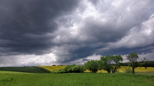 Trees on grassy field against cloudy sky