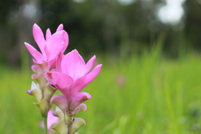 Close-up of pink flowering plant