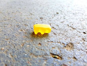 Close-up of yellow crab on sand