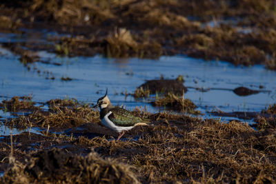 Bird on lakeshore