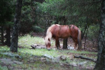 Horse grazing in forest