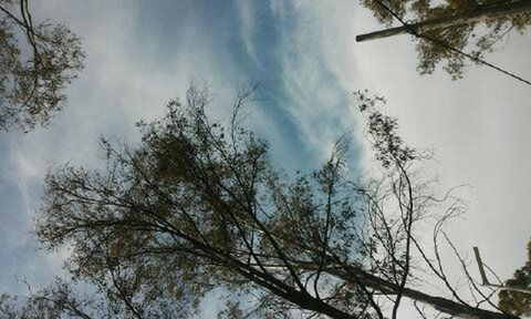 Low angle view of trees against sky