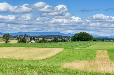 Scenic view of field against sky