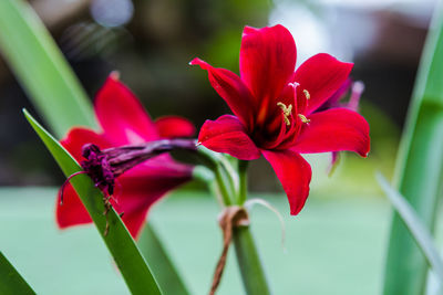 Close-up of red flowers