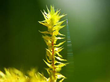 Close-up of yellow flowering plant