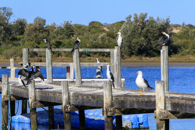 Seagulls perching on wooden post in canal against sky