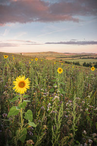 Scenic view of sunflower field against cloudy sky