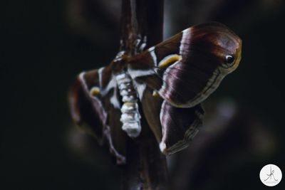 Close-up of butterfly