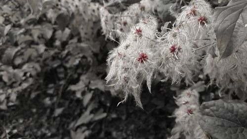 Close-up of pink flowers