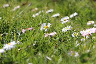 View of white daisy flowers on field