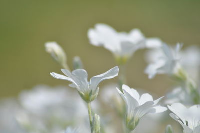 Close-up of white flowers blooming outdoors