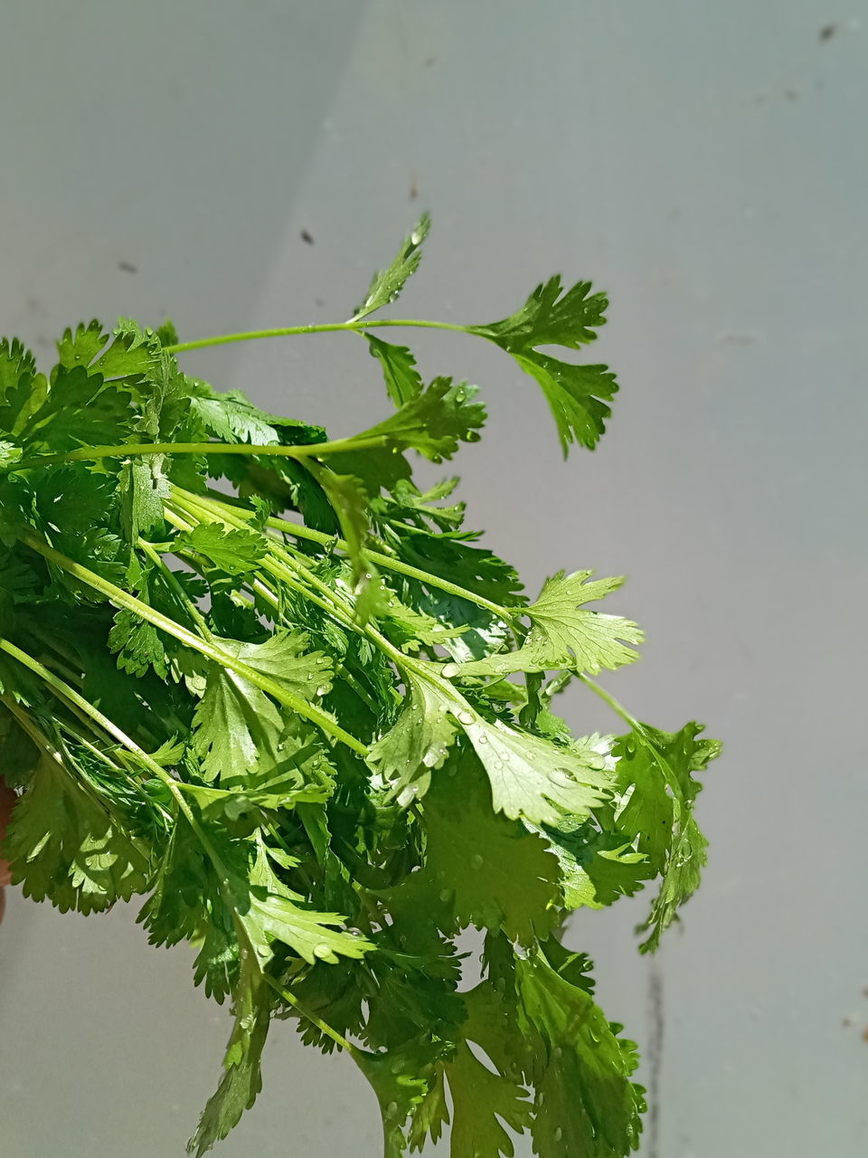 HIGH ANGLE VIEW OF FRESH GREEN LEAF IN WATER