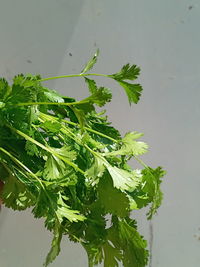 High angle view of plant in water