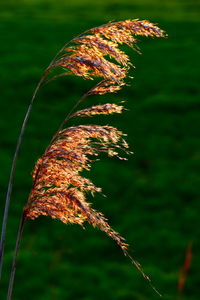 Close-up of plant