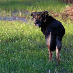 Dog looking away on grassy field