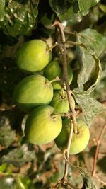 Close-up of fruits growing on tree