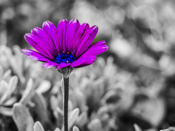 Close-up of honey bee on flower